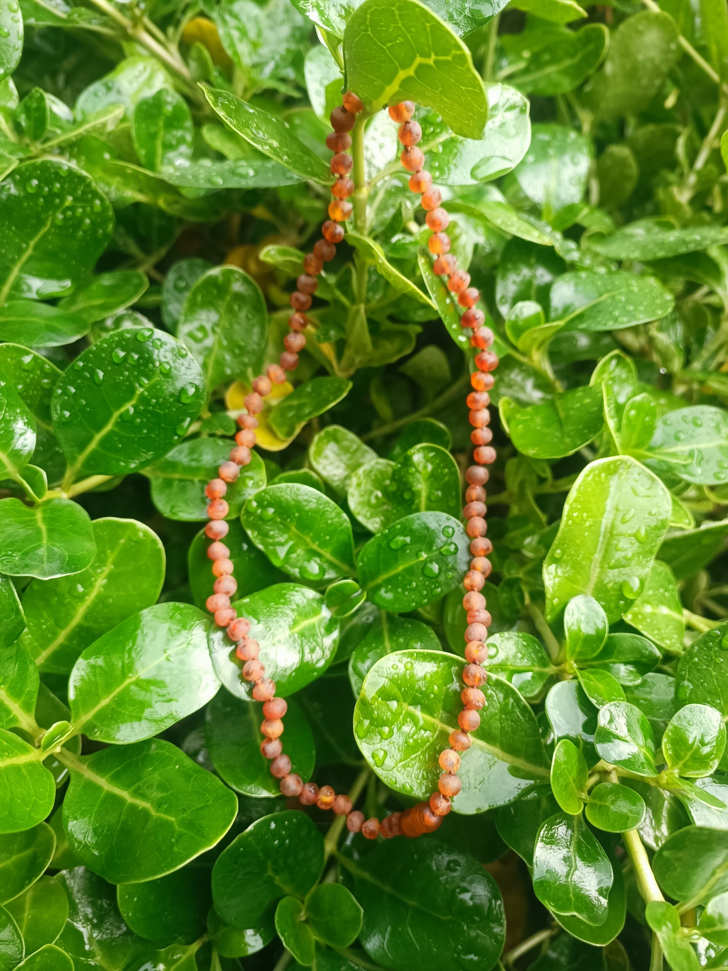 Collar Ámbar Luna Nueva y Resiliencia 50cm